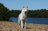 SIBERIAN HUSKY 539